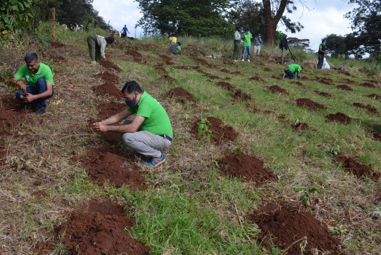 tree planting3