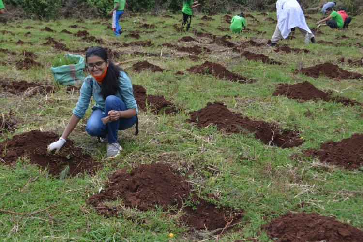 tree planting4