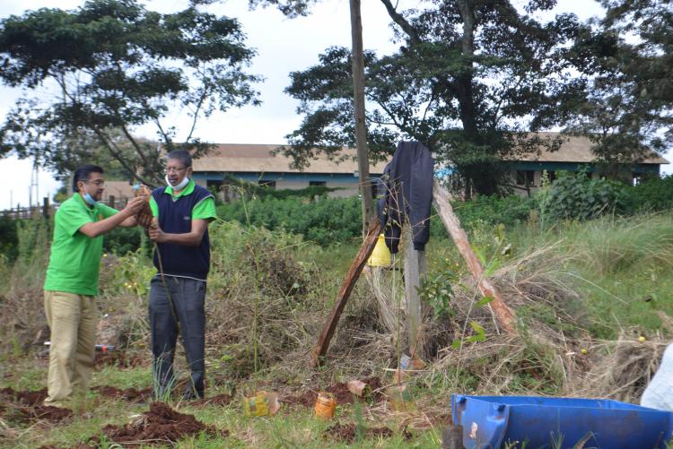 tree planting5