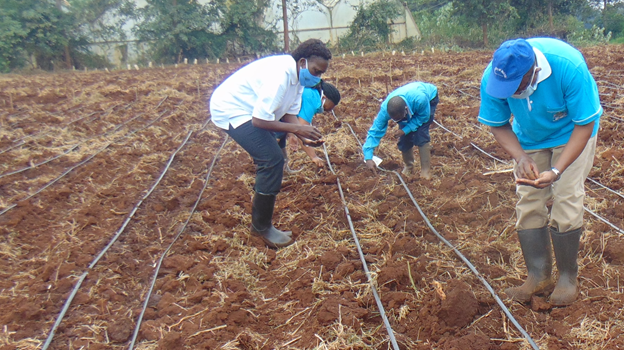 The team planting the peas; drip irrigation – courtesy CIP Nairobi, an invaluable collaborator