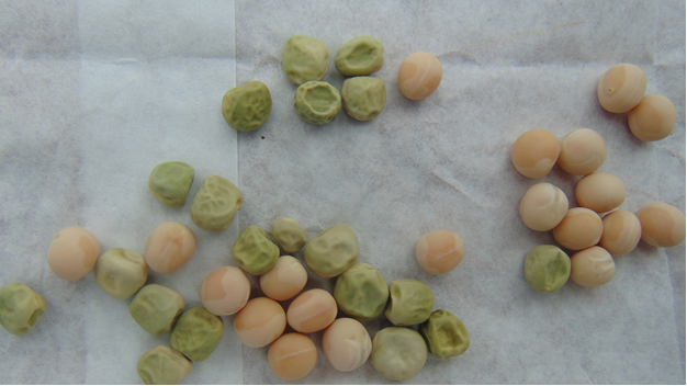 The yellow and green pea  phenotypes ready for planting